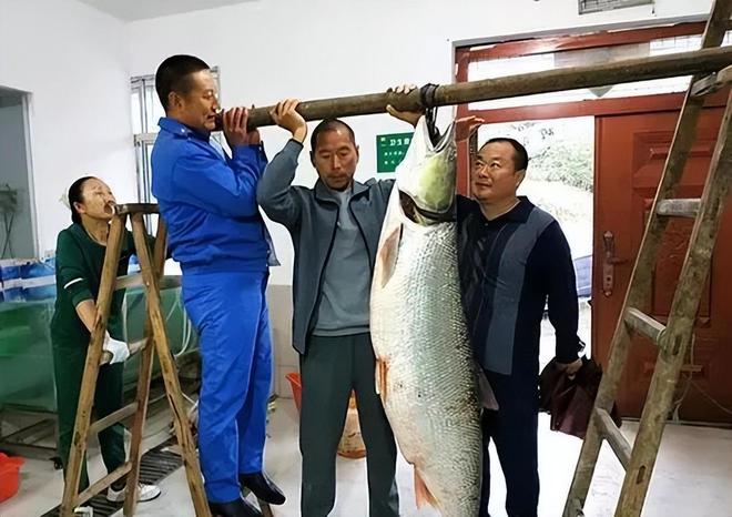 男子釣獲巨型鳡魚繞城炫耀，專業(yè)解析與評估，實(shí)地?cái)?shù)據(jù)驗(yàn)證執(zhí)行_網(wǎng)紅版88.79.42