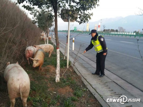 運(yùn)豬車被撞側(cè)翻，二師兄馬路上撒歡——一場意外與應(yīng)急處理的最新解答方案，動態(tài)解讀說明_vShop76.70.52